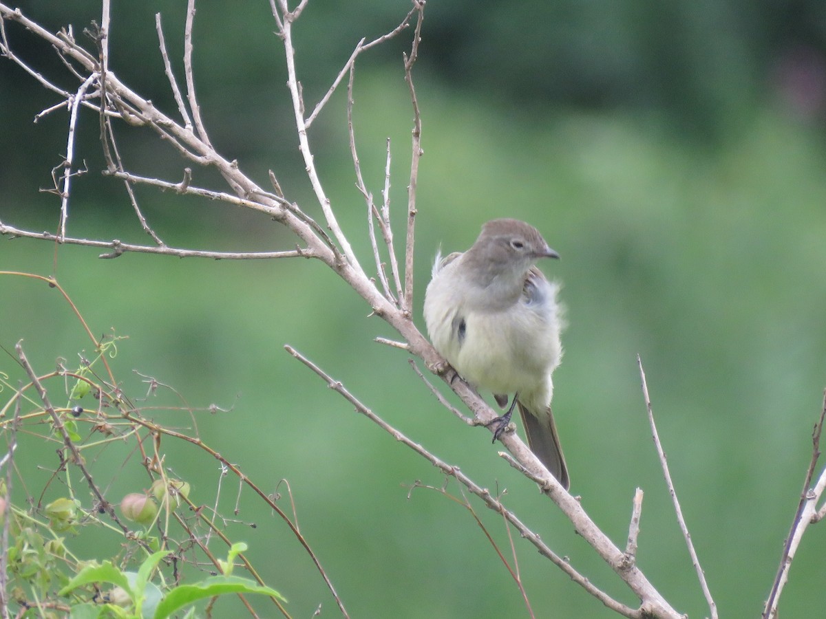 Yellow-bellied Elaenia - ML643388328