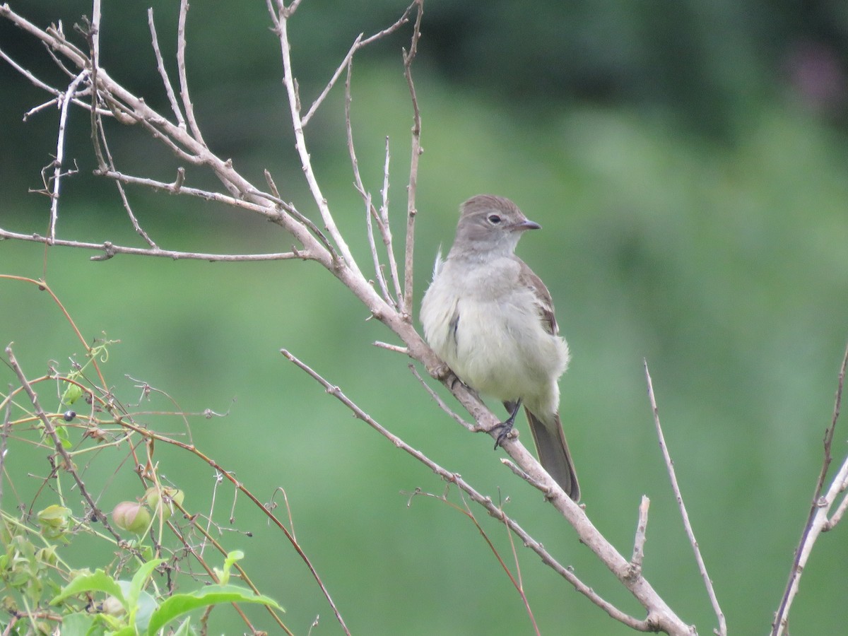 Yellow-bellied Elaenia - ML643388330