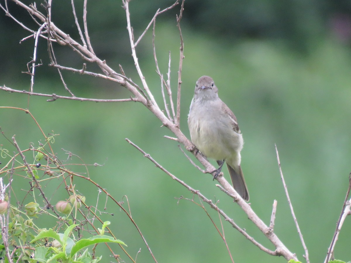 Yellow-bellied Elaenia - ML643388331