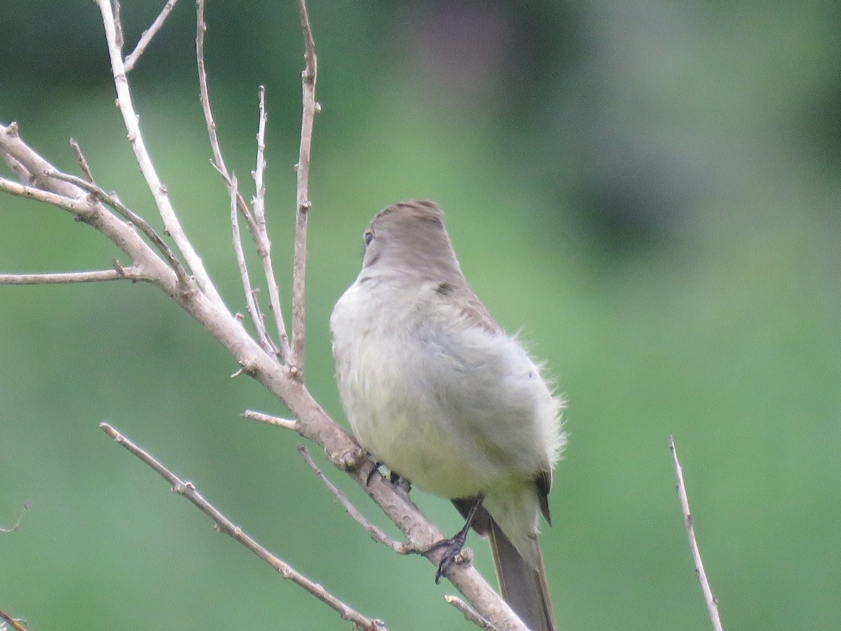 Yellow-bellied Elaenia - ML643388339