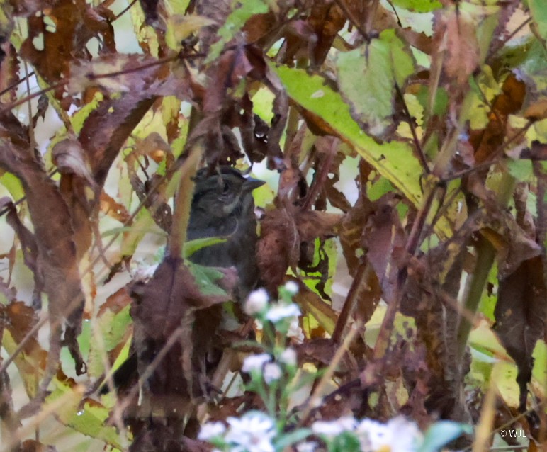 Swamp Sparrow - ML643388388
