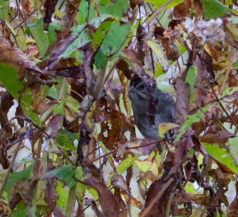 Swamp Sparrow - ML643388389