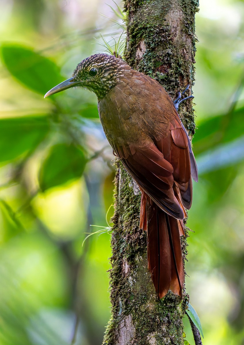 Black-banded Woodcreeper - ML643388410