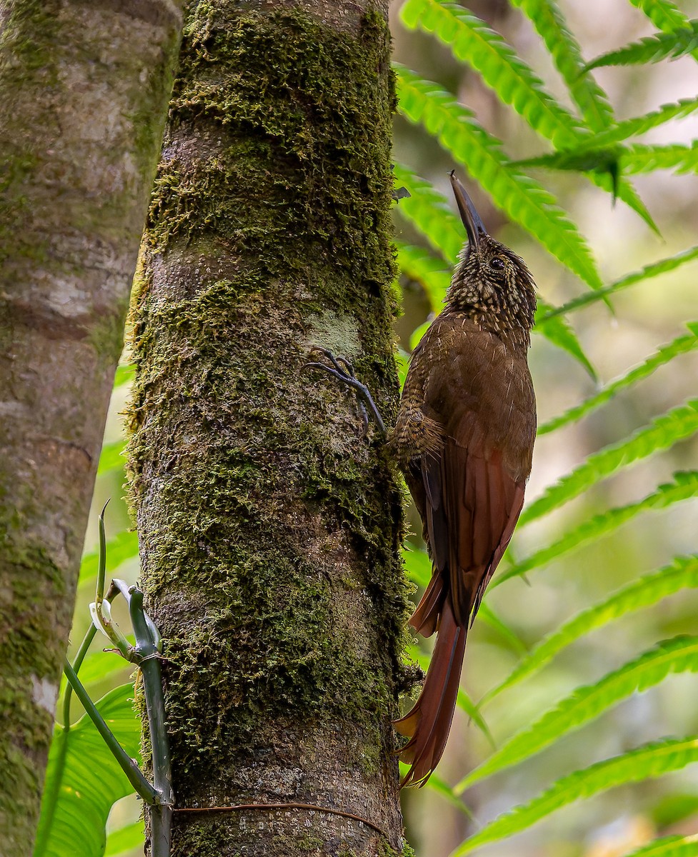Black-banded Woodcreeper - ML643388414