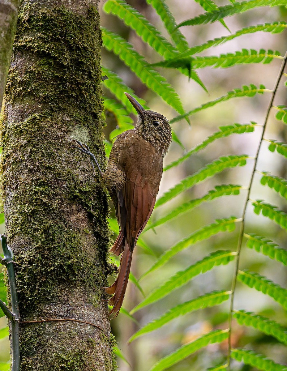 Black-banded Woodcreeper - ML643388416