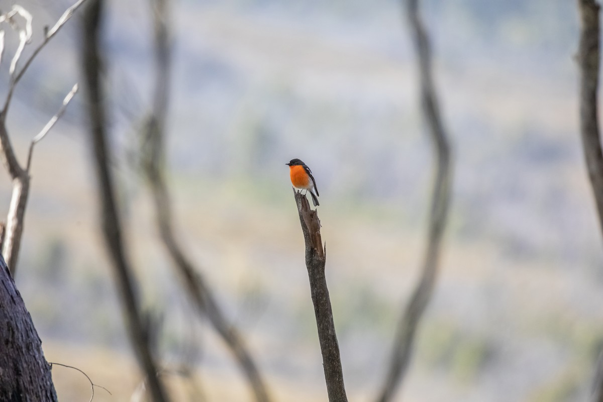 Flame Robin - ML643388434