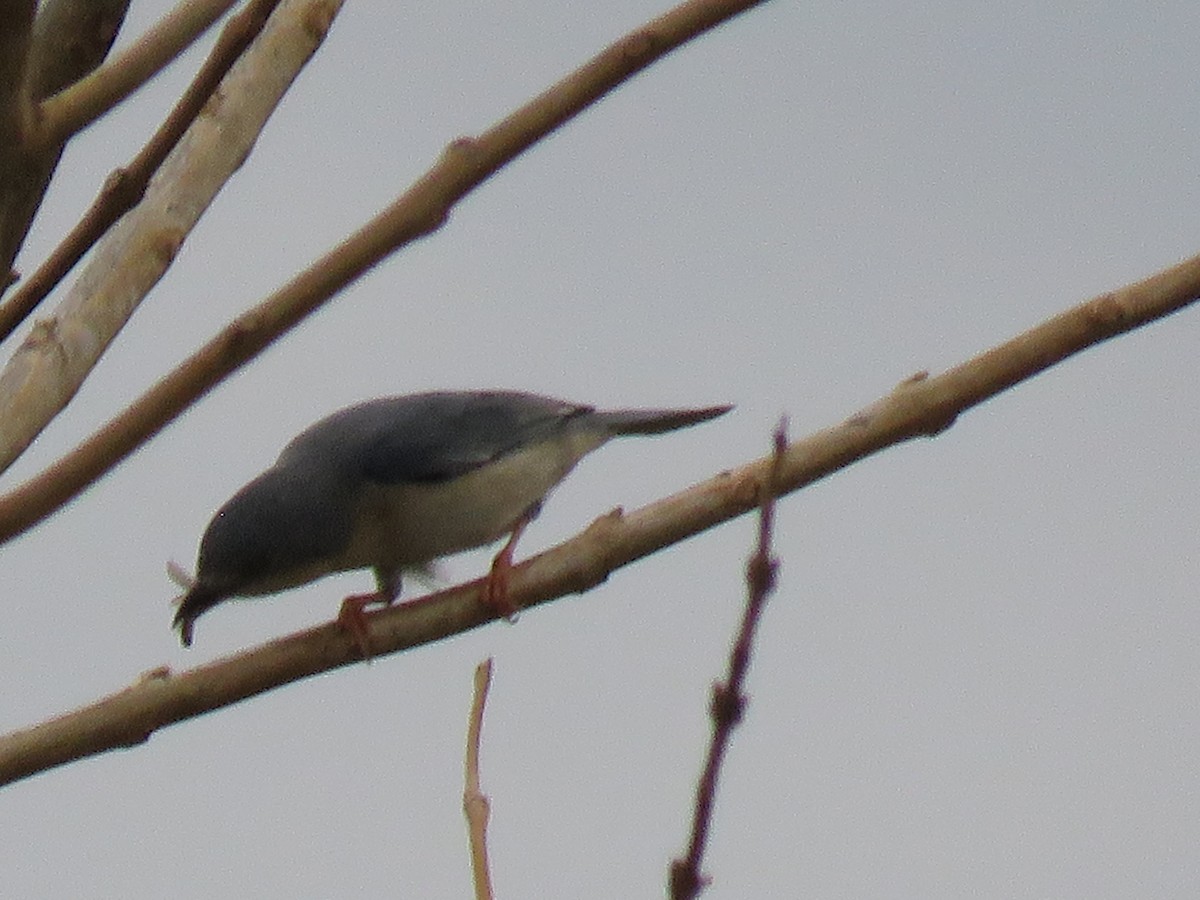 Hooded Tanager - ML643388439