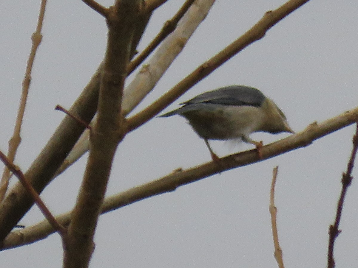 Hooded Tanager - ML643388440