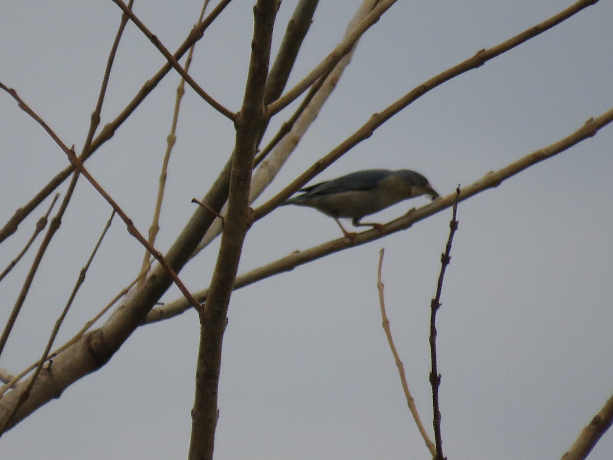 Hooded Tanager - ML643388441