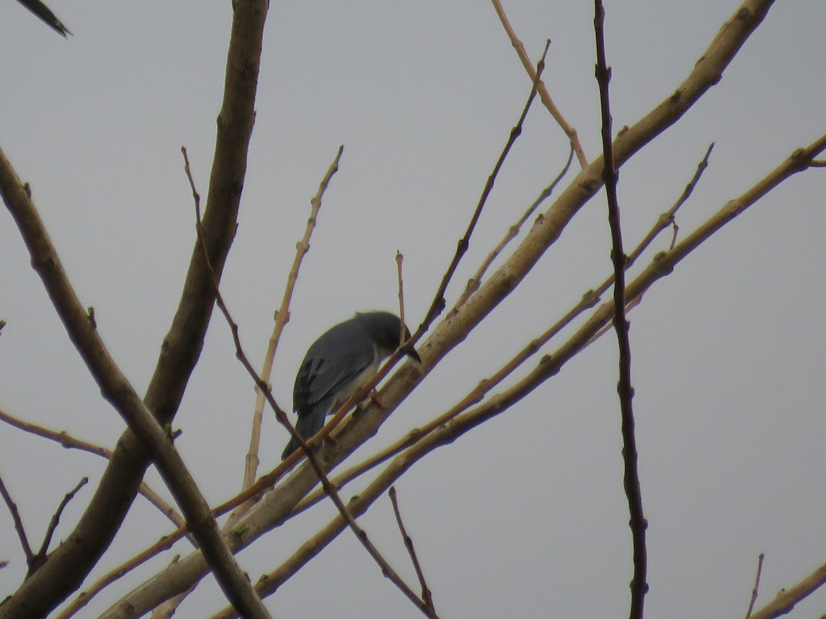 Hooded Tanager - ML643388442
