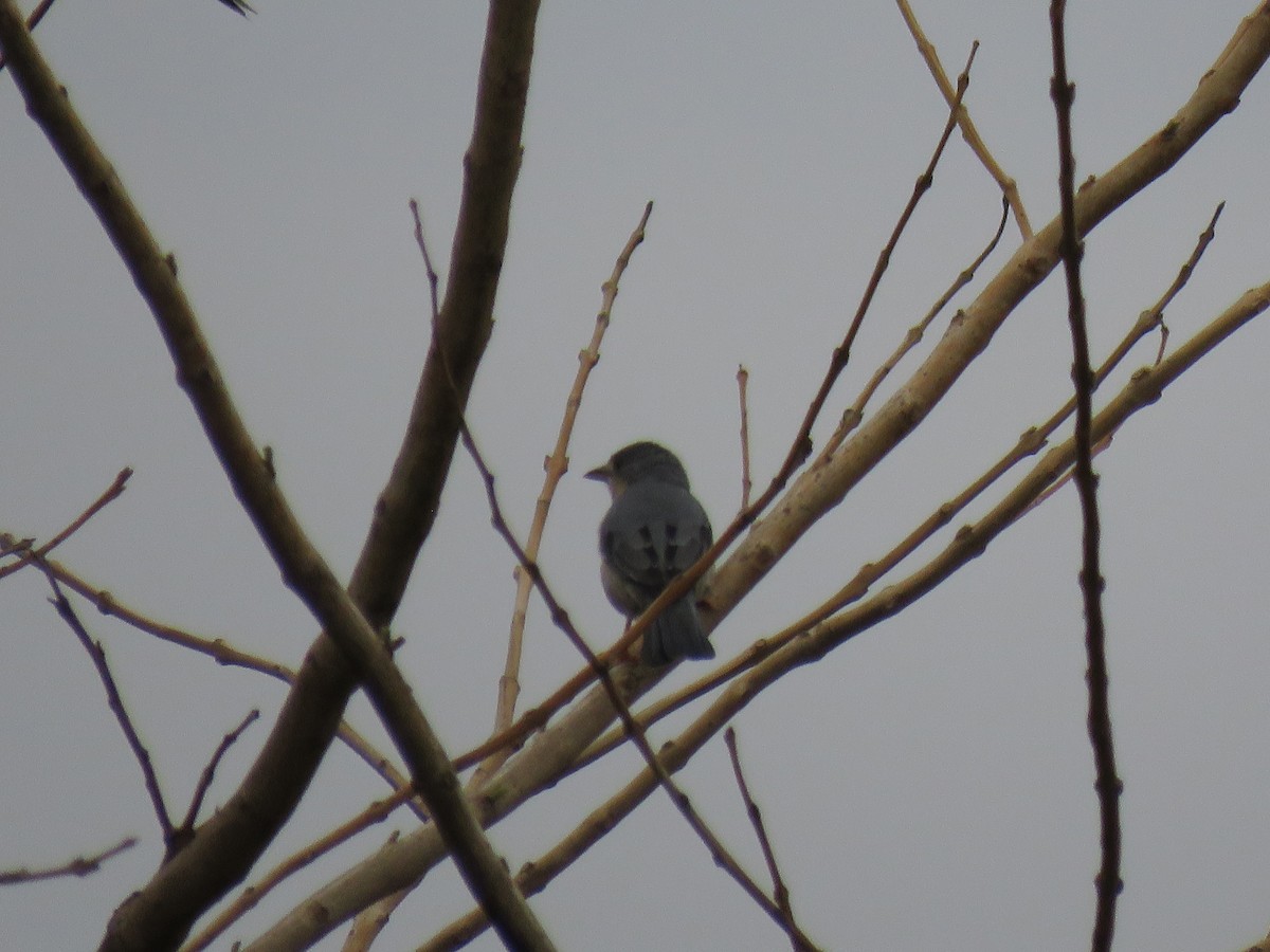 Hooded Tanager - ML643388443
