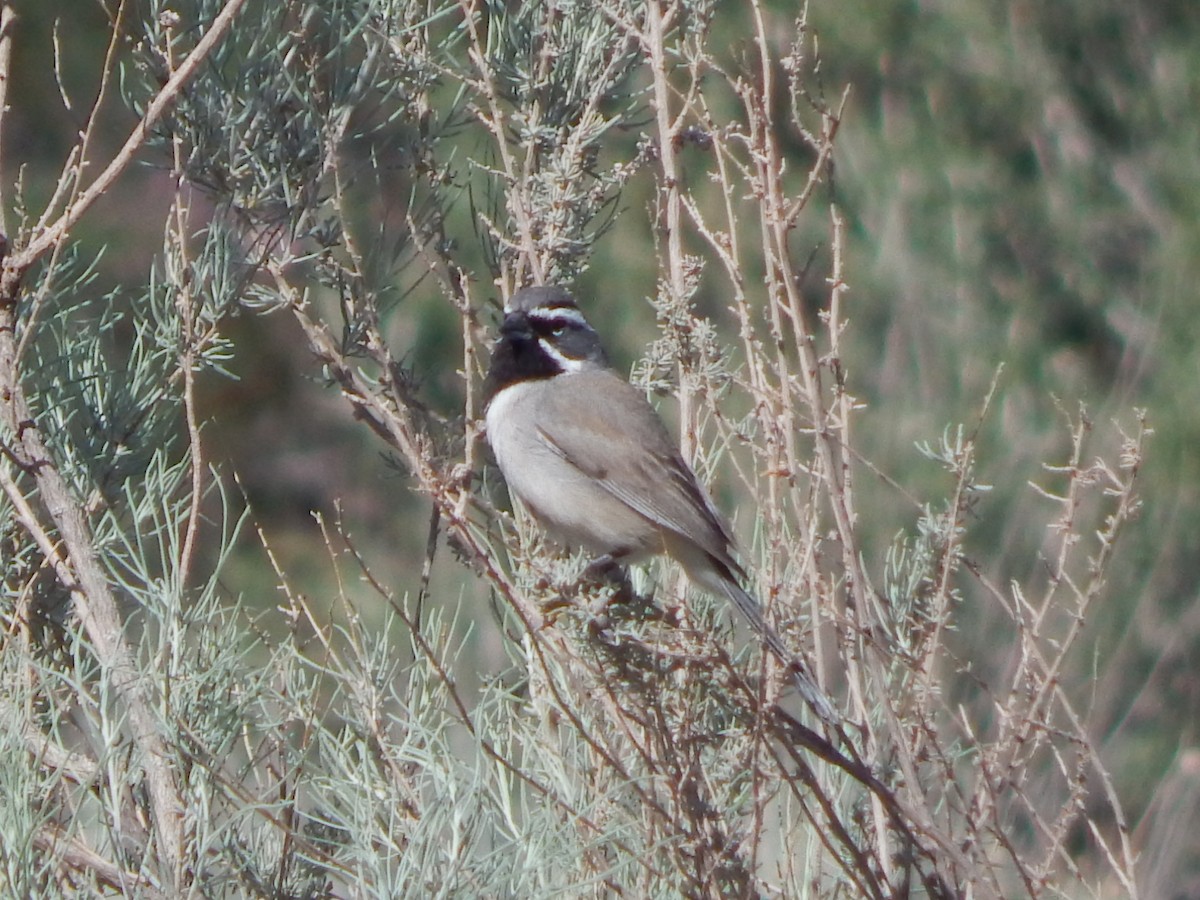 Black-throated Sparrow - ML643388446
