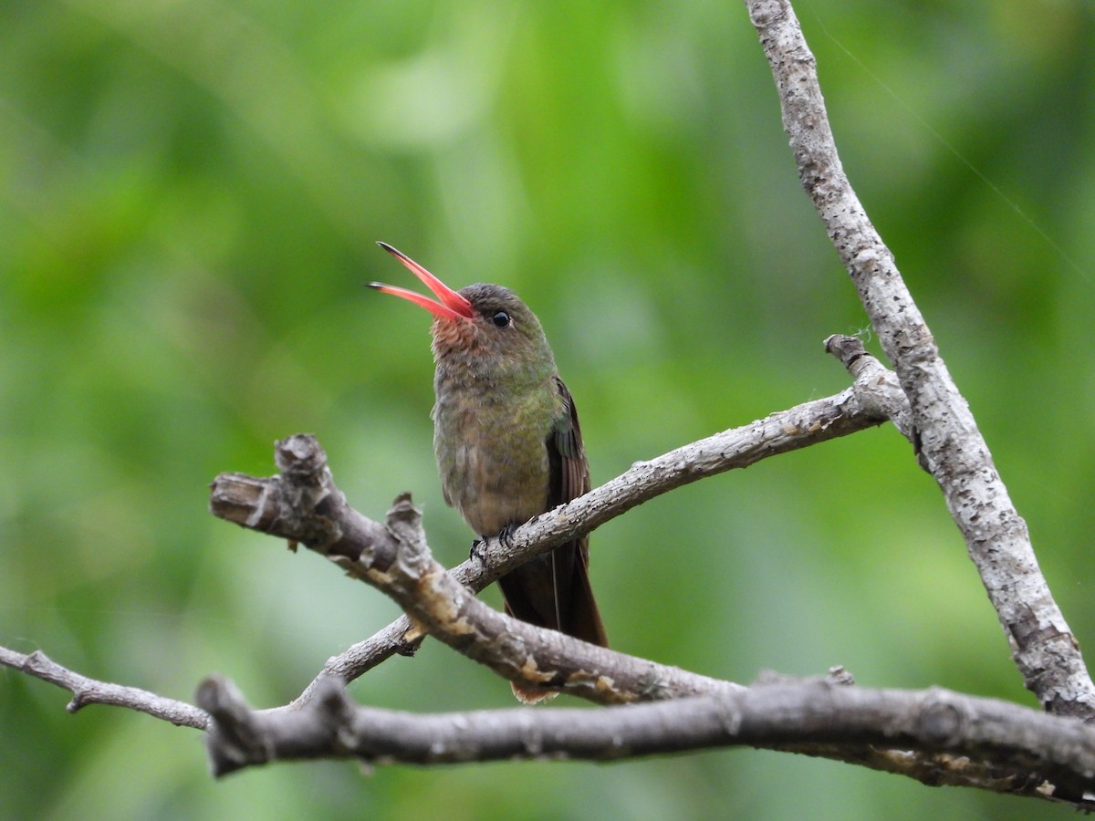 Gilded Hummingbird - ML643388456