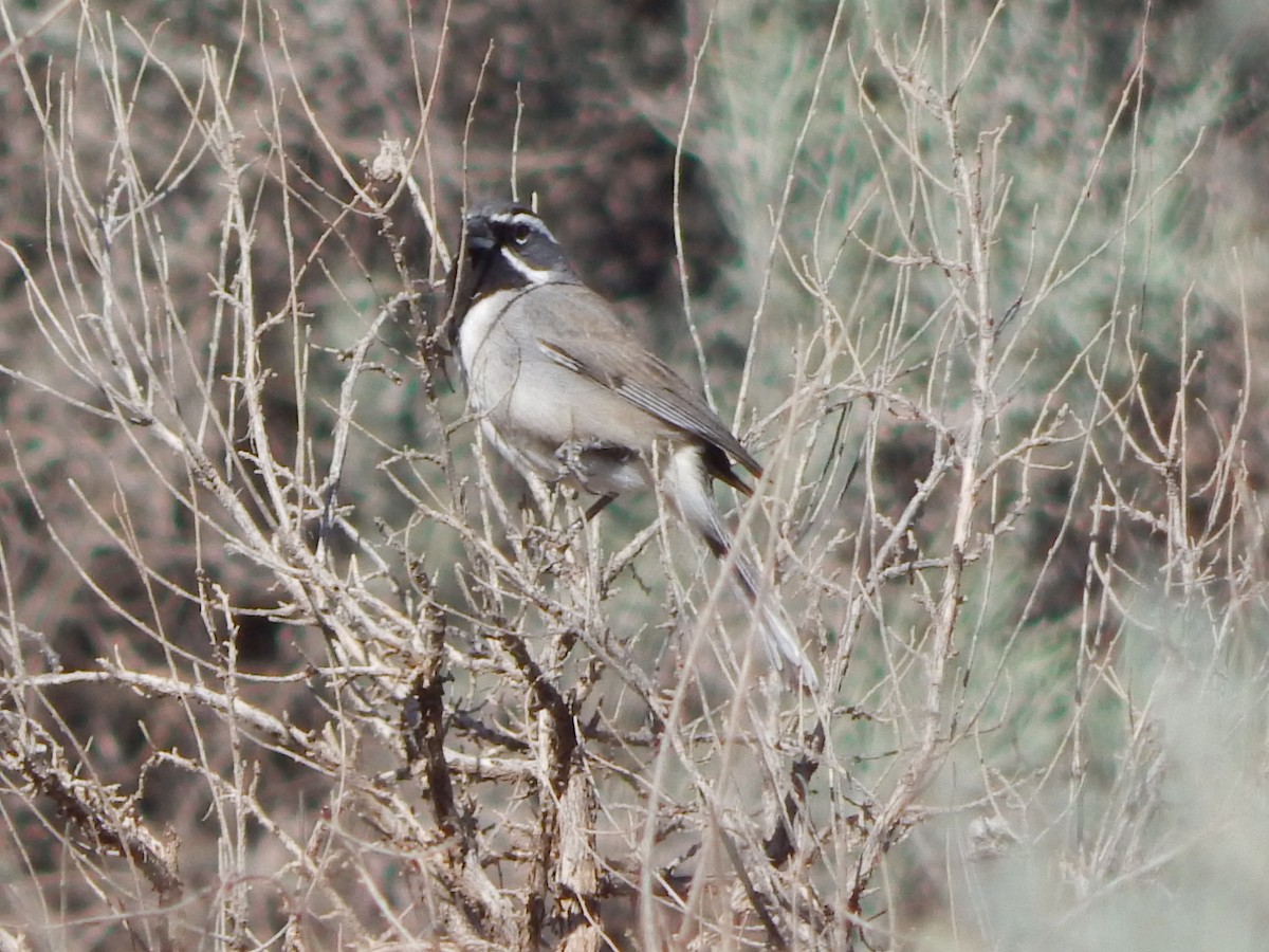 Black-throated Sparrow - ML643388461