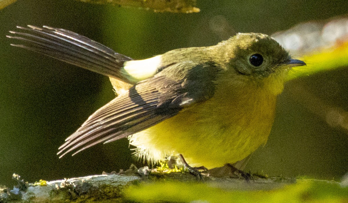 Whiskered Flycatcher - ML643388472