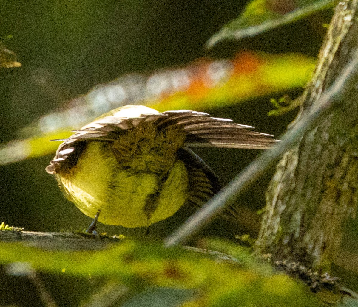Whiskered Flycatcher - ML643388475