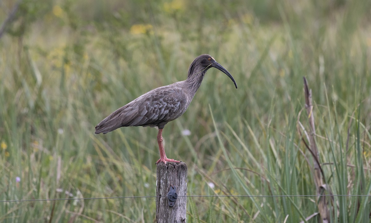 Plumbeous Ibis - ML643388484