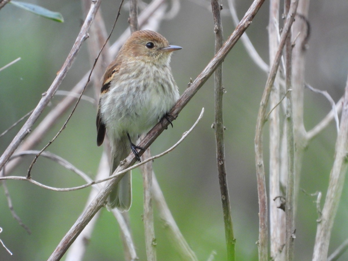 Bran-colored Flycatcher - ML643388485