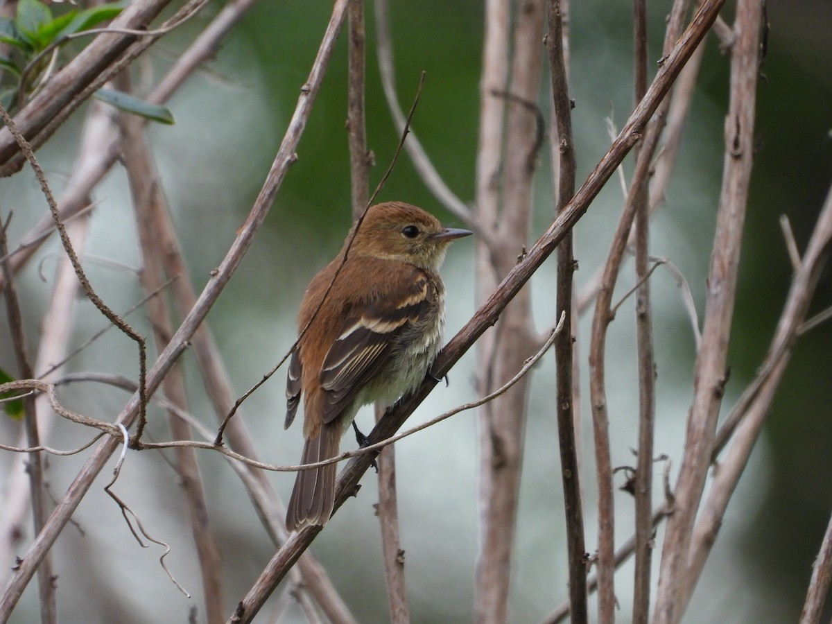 Bran-colored Flycatcher - ML643388486