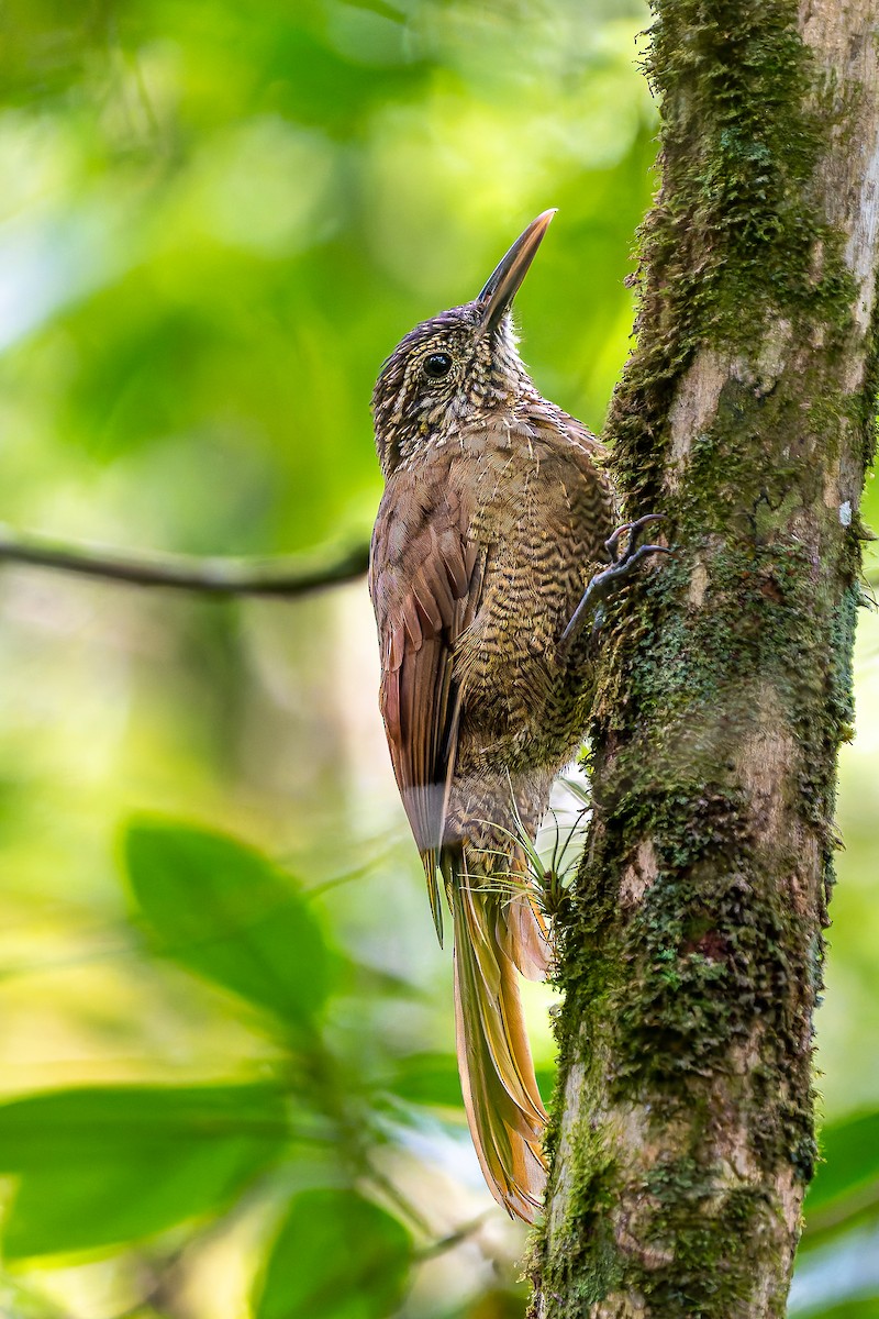 Black-banded Woodcreeper - ML643388491
