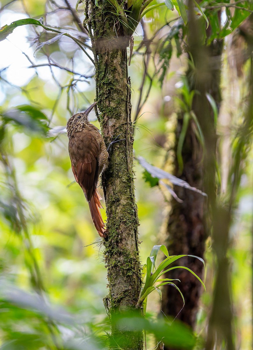 Black-banded Woodcreeper - ML643388492