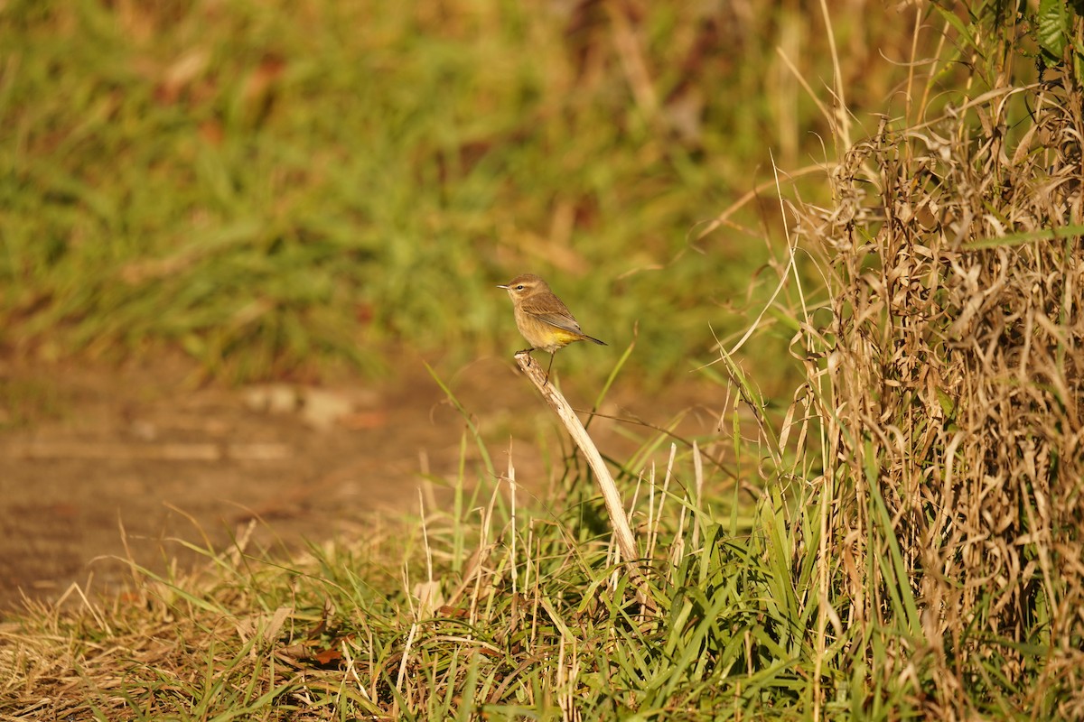 Palm Warbler - ML643388516
