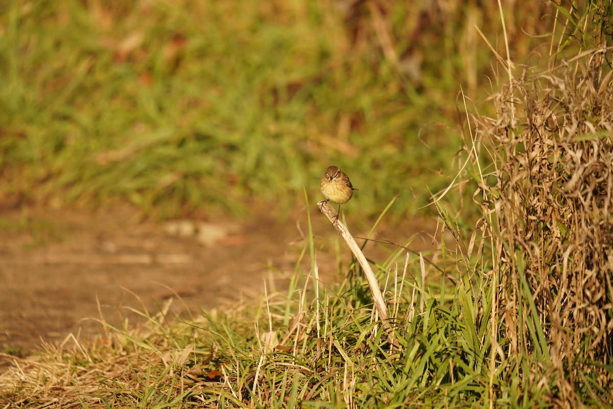 Palm Warbler - ML643388517