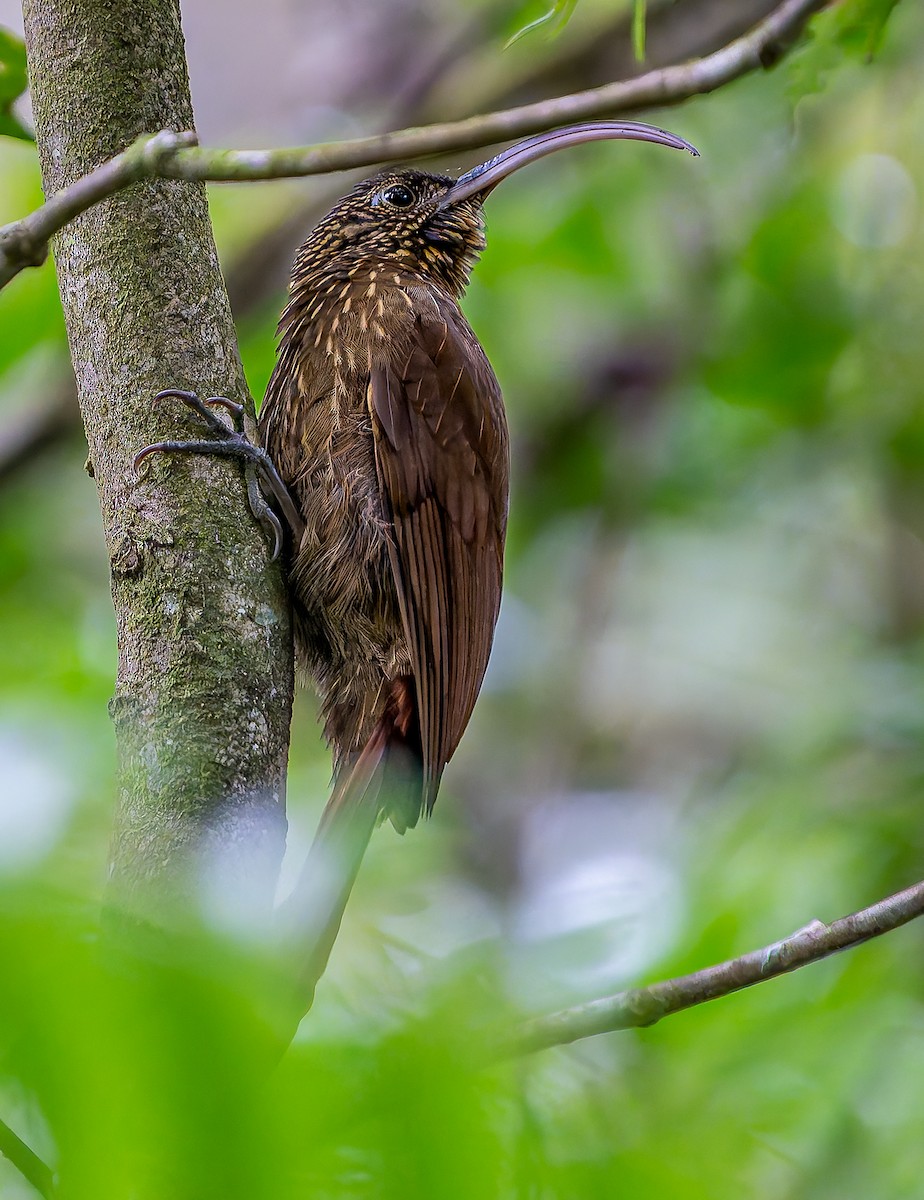 チャユミハシオニキバシリ - ML643388524