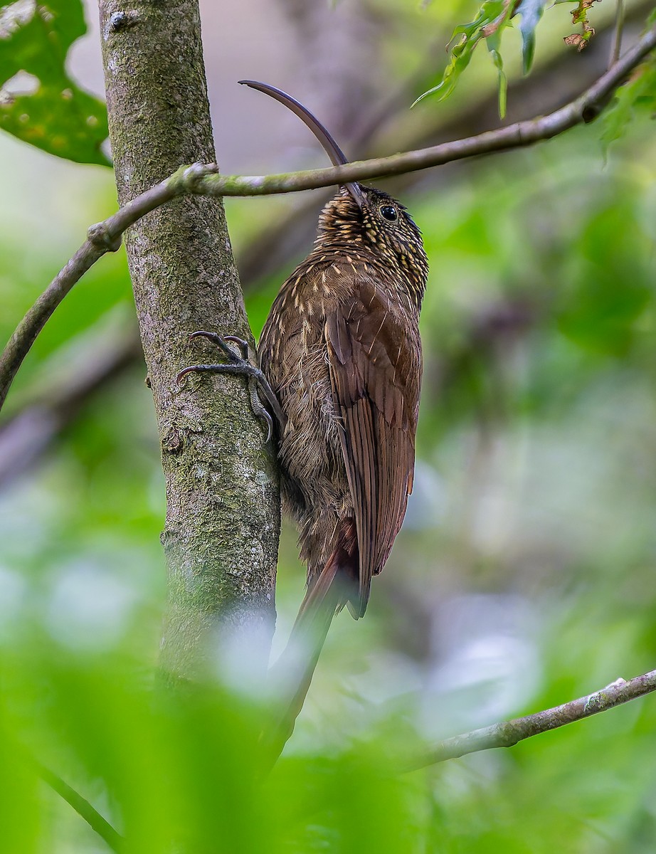 チャユミハシオニキバシリ - ML643388525