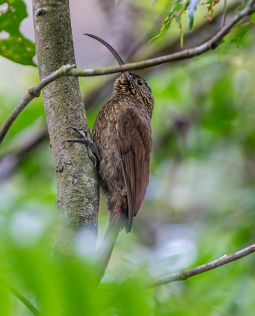 チャユミハシオニキバシリ - ML643388526