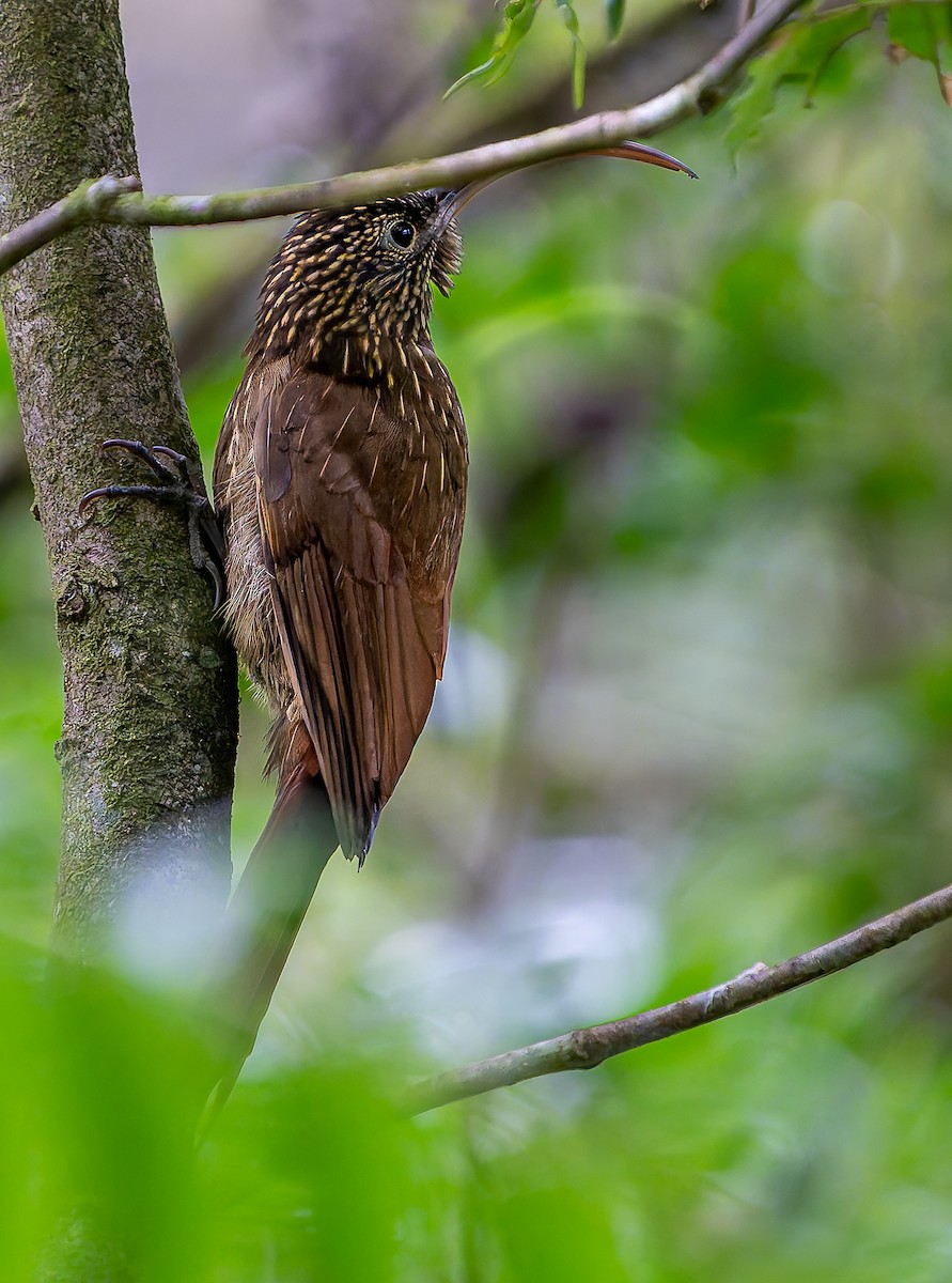 チャユミハシオニキバシリ - ML643388527