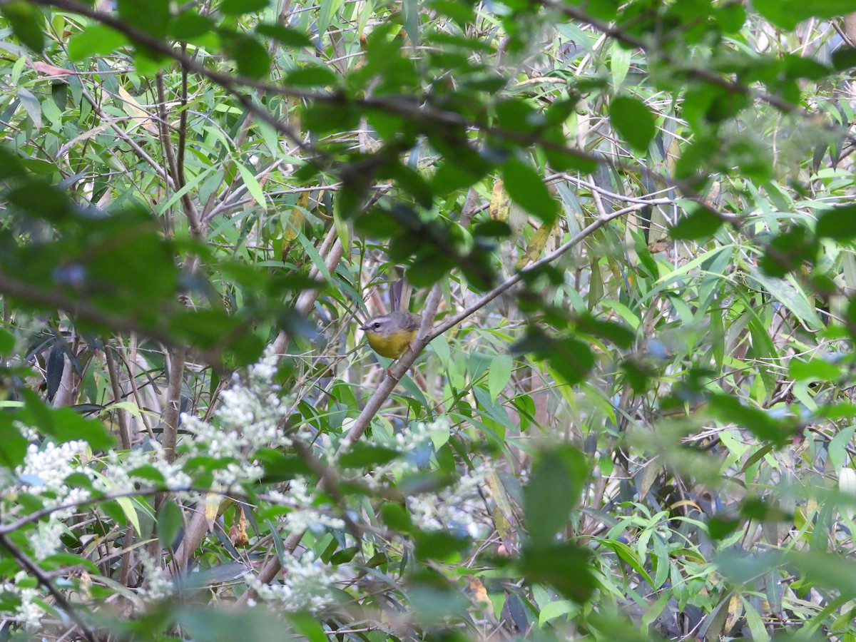 Golden-crowned Warbler - ML643388534