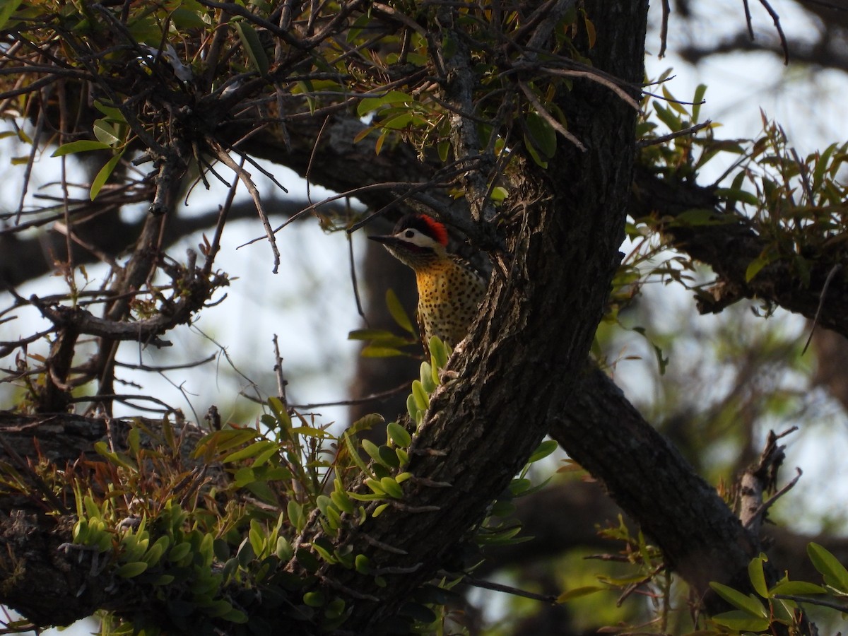 Green-barred Woodpecker - ML643388555