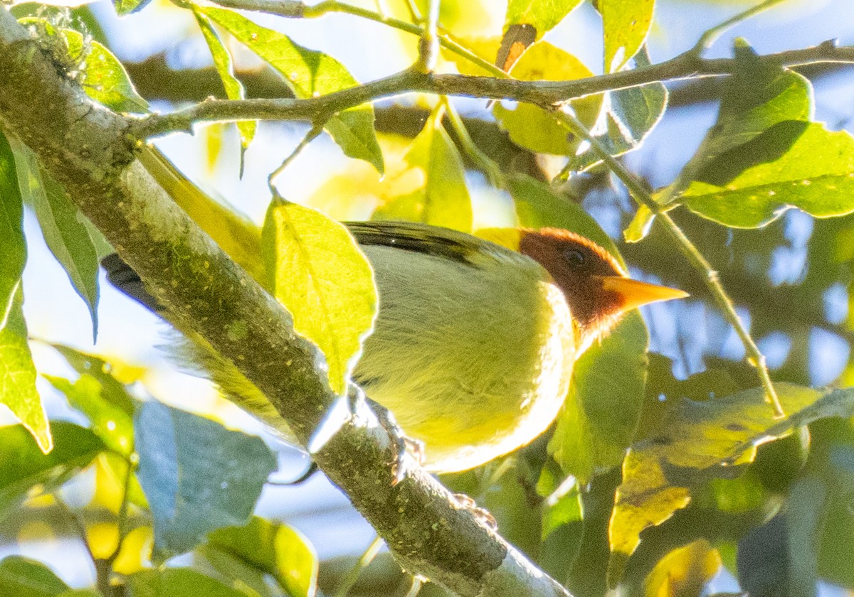 Rufous-headed Tanager - ML643388591