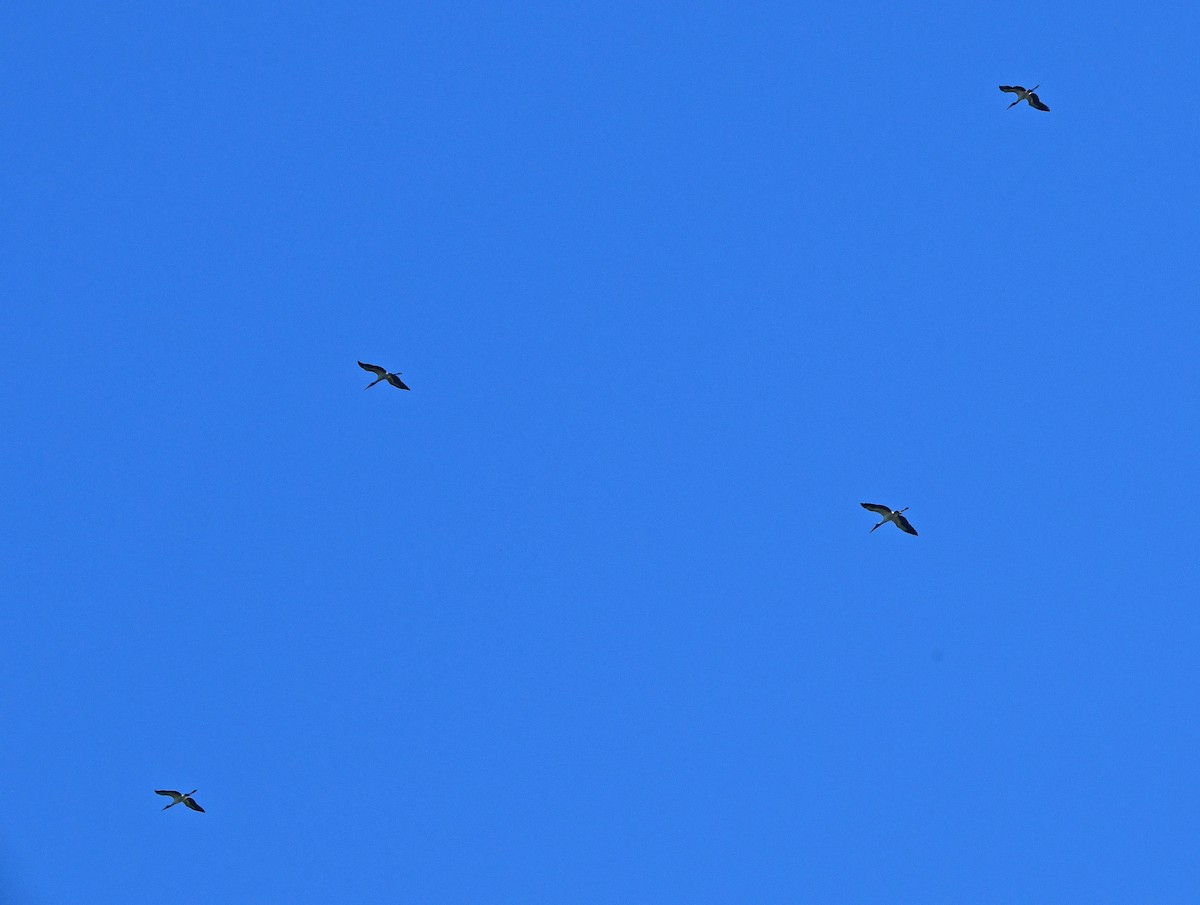 Wood Stork - ML643388597