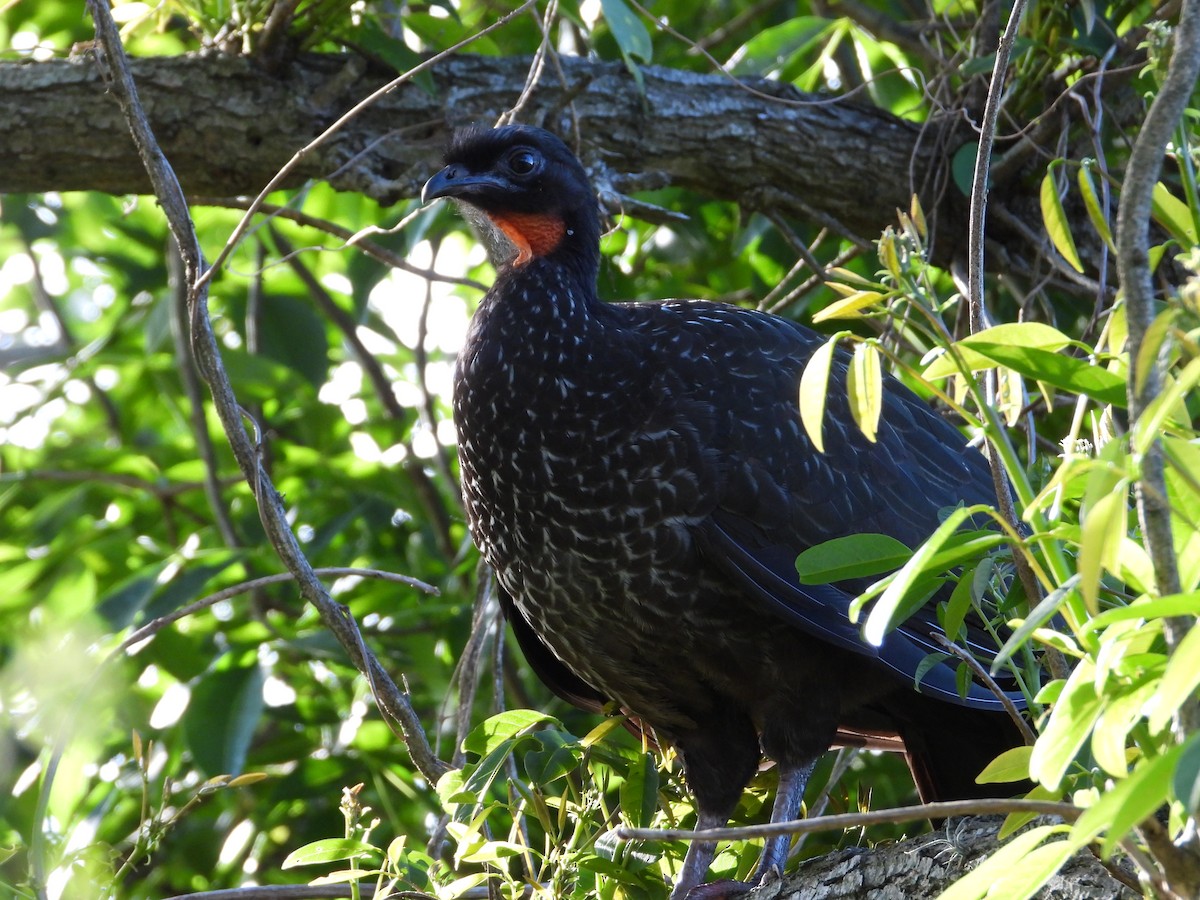 Dusky-legged Guan - ML643388602
