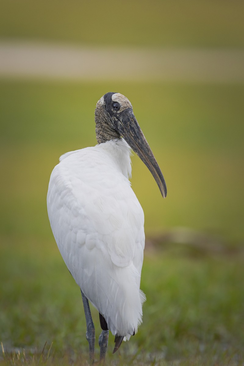 Wood Stork - ML643388645