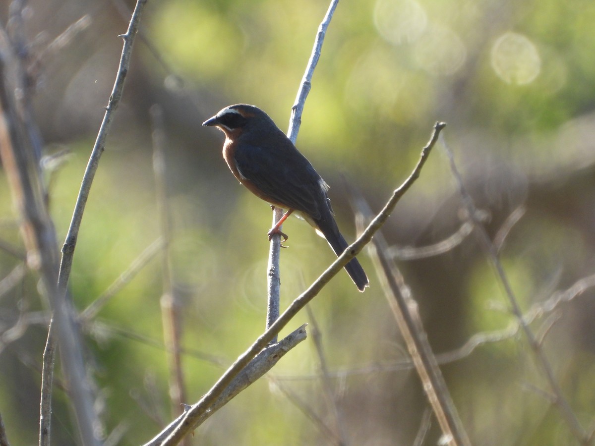 Black-and-rufous Warbling Finch - ML643388680