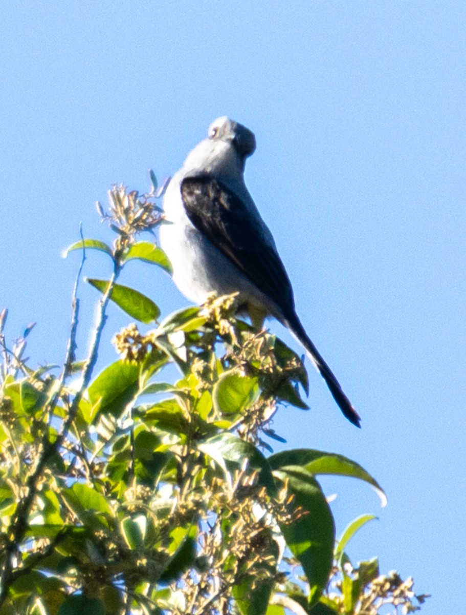 Shear-tailed Gray Tyrant - ML643388688