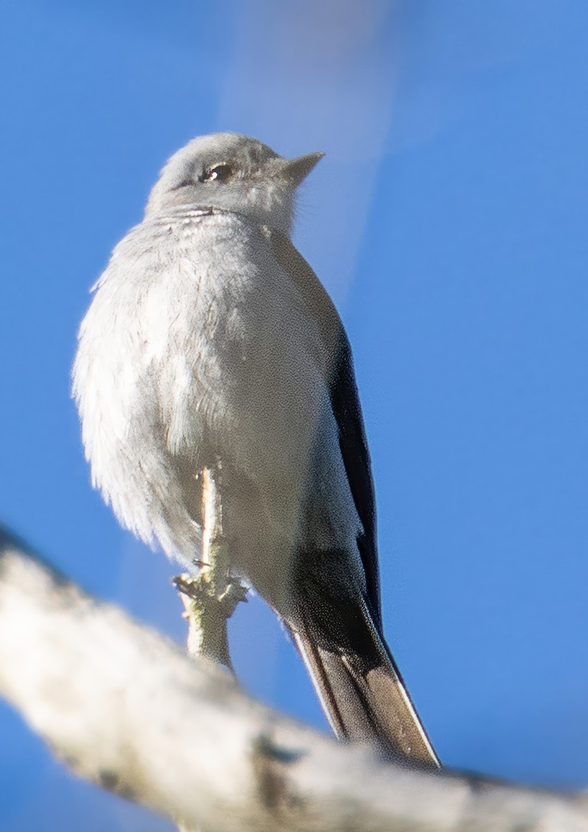 Shear-tailed Gray Tyrant - ML643388689