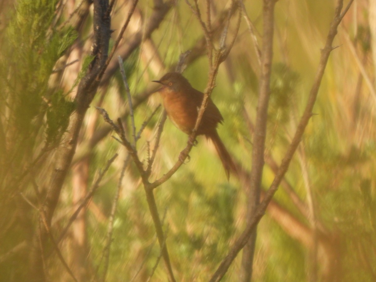 Victorin's Warbler - ML643388690