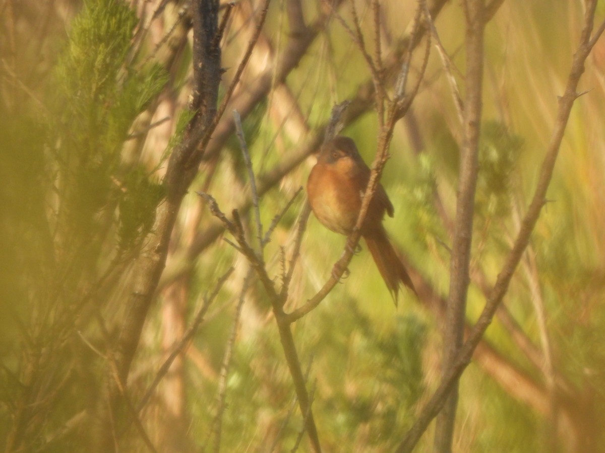 Victorin's Warbler - ML643388691