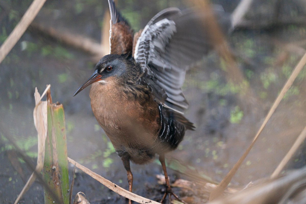 Virginia Rail - ML643388694