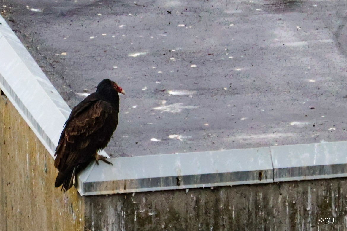 Turkey Vulture - ML643388697