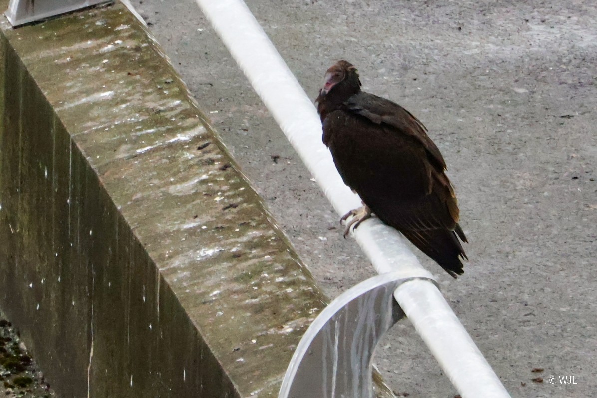Turkey Vulture - ML643388698