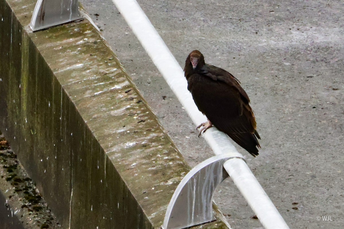 Turkey Vulture - ML643388699