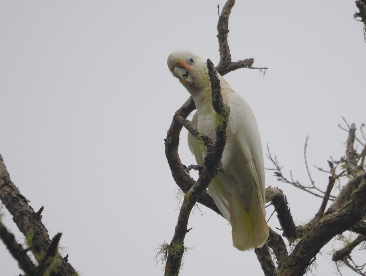 Tanimbar Corella - ML643388742