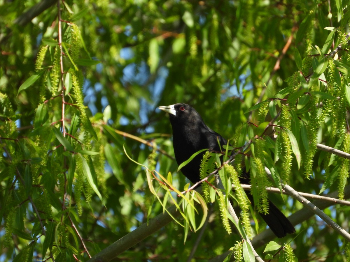 Solitary Black Cacique - ML643388746