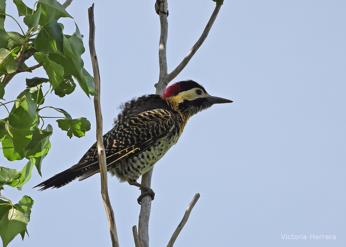 Green-barred Woodpecker - ML643388780