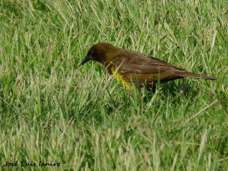 Brown-and-yellow Marshbird - ML643388800